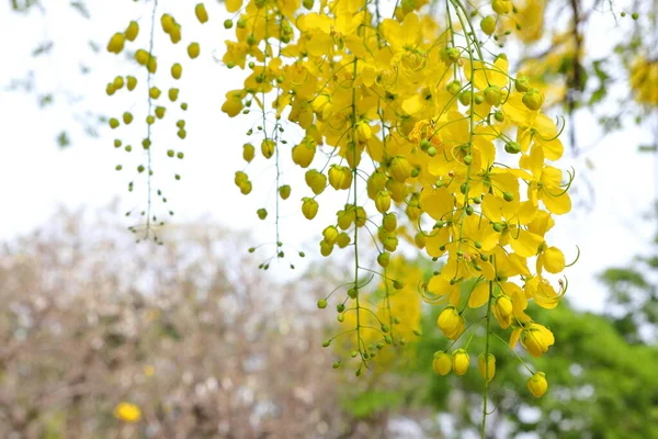 Κίτρινα Λουλούδια Άνθη Συριγγίας Κάσια Ανθίζουν Αφθονία Και Είναι Όμορφα — Φωτογραφία Αρχείου