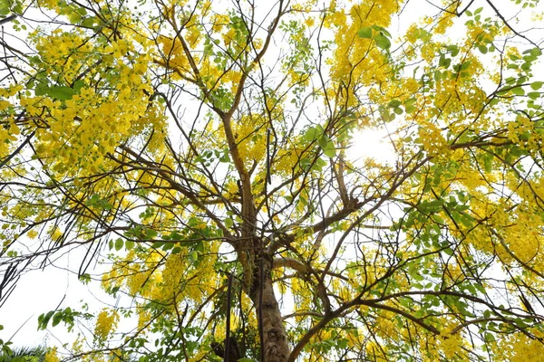 Gelbe Blüten Cassia Fistelblüten Blühen Hülle Und Fülle Und Sind — Stockfoto