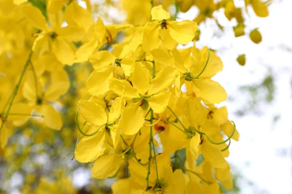 Žluté Květy Cassia Píštěle Květy Kvést Hojnosti Jsou Krásné Začátku — Stock fotografie