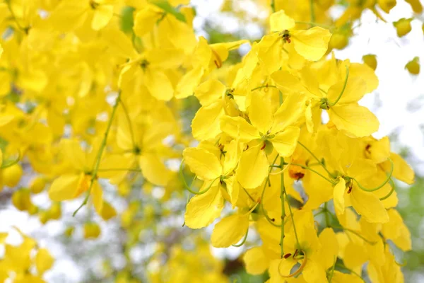 Gelbe Blüten Cassia Fistelblüten Blühen Hülle Und Fülle Und Sind — Stockfoto