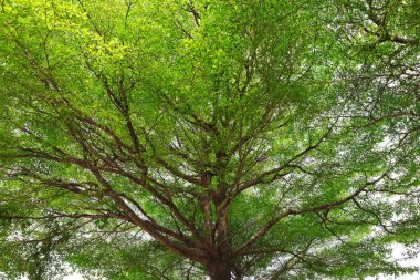 Dallarını ve yapraklarını güzelce yayan Terminalia fildişi ağacı.