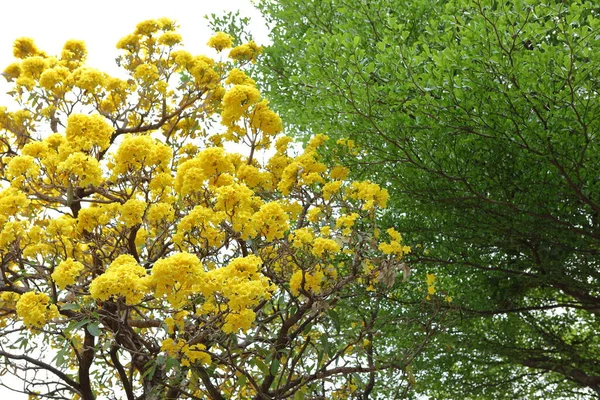 Handroanthus Chrysanthus Blüht Baum Garten — Stockfoto