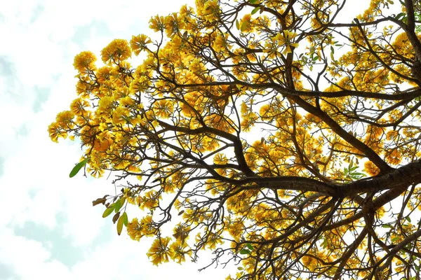 Handroanthus Chrysanthus Blüht Baum Garten — Stockfoto