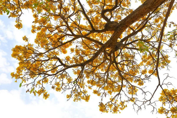 Handroanthus Chrysanthus Virágok Virágoznak Kertben Fán — Stock Fotó