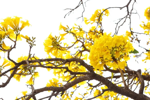 Handroanthus Chrysanthus Virágok Virágoznak Kertben Fán — Stock Fotó