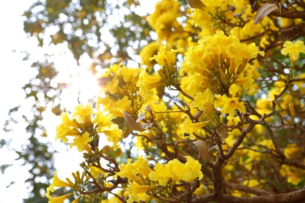 Handroanthus Chryzanthus Květiny Kvetoucí Stromě Zahradě — Stock fotografie