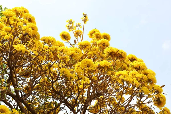 Handroanthus Chrysanthus Virágok Virágoznak Kertben Fán — Stock Fotó