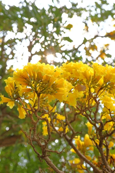 Handroanthus Chryzanthus Květiny Kvetoucí Stromě Zahradě — Stock fotografie