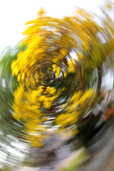 Kamerayı döndürerek doğanın fotoğraflarını çekme teknikleri.