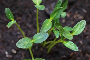 Yaklaş. Topraktan çıkan ve tozla kaplanmış bir salatalık fidanı.