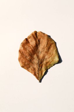 Beyaz arka planda kuru yapraklar ve gölgeler