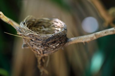 Kuş yuvası gölgenin altındaki dalların üzerine inşa edildi..