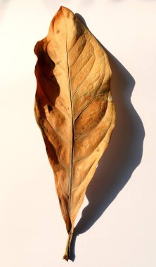 Beyaz arka planda kuru yapraklar ve gölgeler