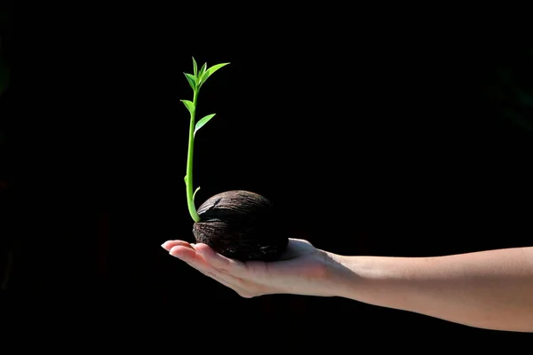 Young Woman Hand Holding Sapling Pong Pong Seed Cerbera Odollam — Stok fotoğraf