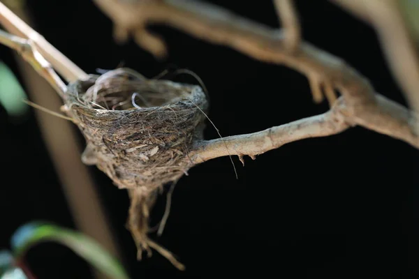 Bird Nest Built Branches Shade — 스톡 사진