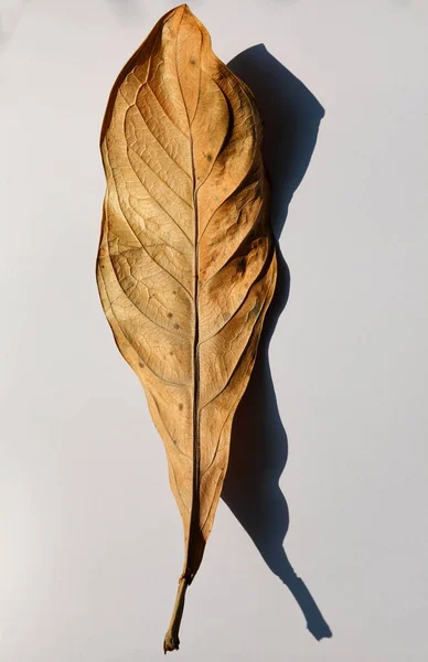 Dry Leaves Shadows White Background — Zdjęcie stockowe