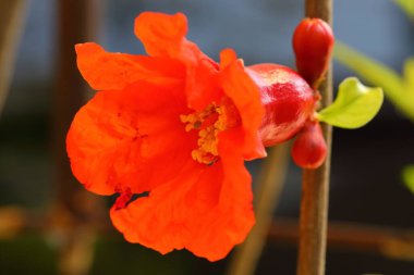 Bahçede Büyük Yakın Çekim Nar