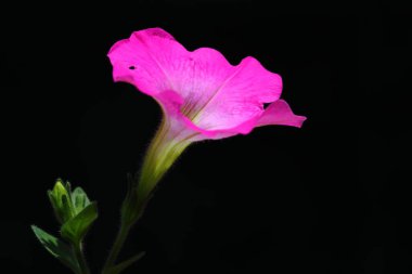 Koyu arkaplanda pembe Petunya Çiçeği