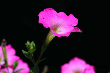 Koyu arkaplanda pembe Petunya Çiçeği