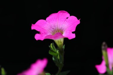 Koyu arkaplanda pembe Petunya Çiçeği