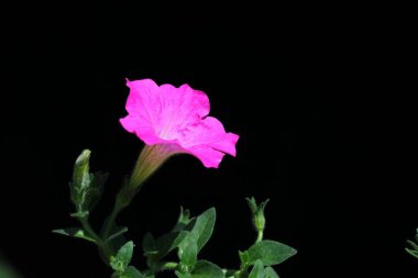 Koyu arkaplanda pembe Petunya Çiçeği