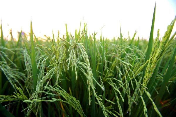 Closeup Ears of rice in the field in the evening
