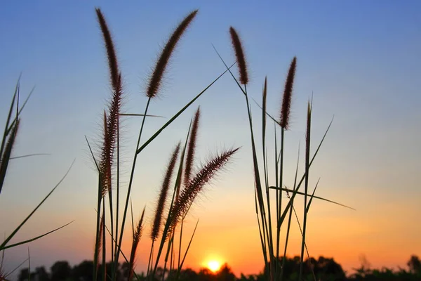 Grass flowers in the time the sun is near to set in the evening.