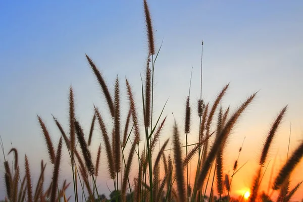 Grass flowers in the time the sun is near to set in the evening.