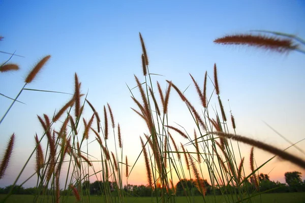 Травяные Цветы Время Солнце Близко Закату Вечером — стоковое фото