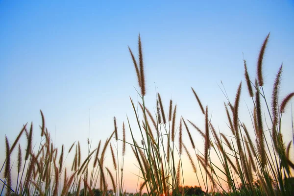 Травяные Цветы Время Солнце Близко Закату Вечером — стоковое фото