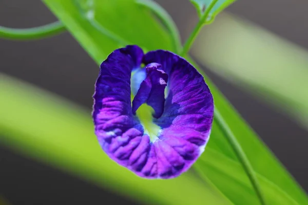 Крупный План Clitoria Ternatea Цветок Саду — стоковое фото