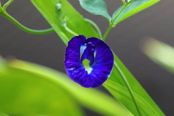Closeup Clitoria ternatea flower in garden