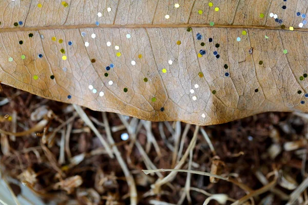 Big Closeup Small Multicolored Plastic Panels Dry Leaf — 图库照片