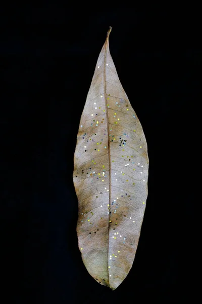 Appearance Leaf Traces Dark Background — Stockfoto