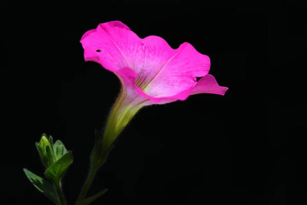 Closeup pink Petunia Flower in dark background