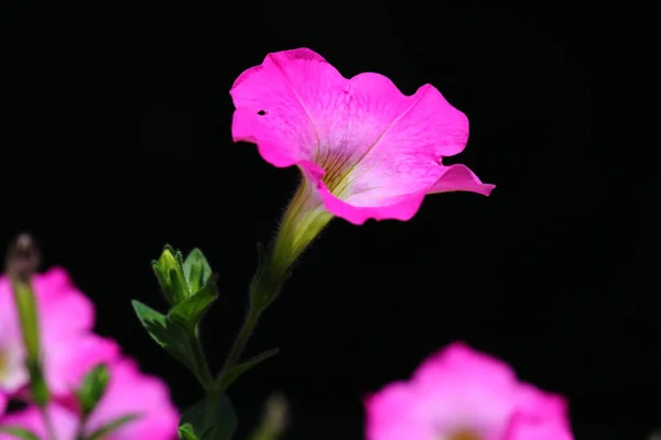 Closeup pink Petunia Flower in dark background