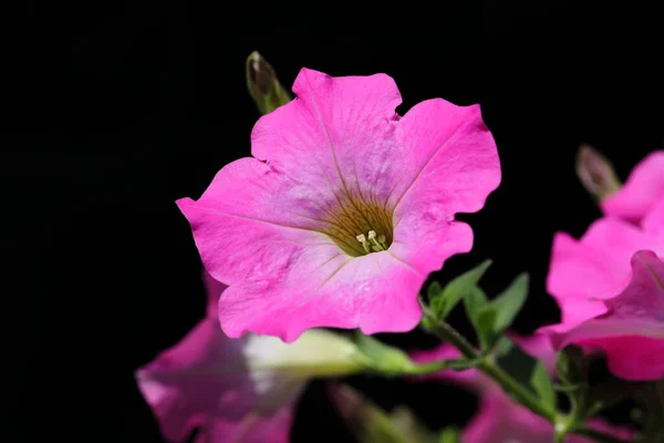 Крупный План Розовый Petunia Цветок Темном Фоне — стоковое фото