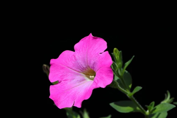 stock image Closeup pink Petunia Flower in dark background