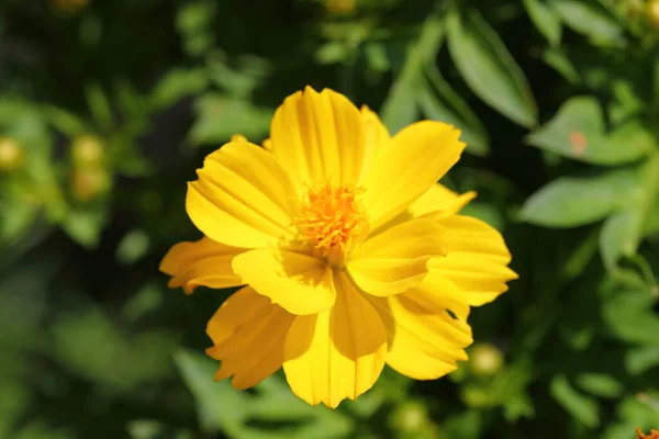 Closeup Yellow Cosmos Flowers Garden — Fotografia de Stock