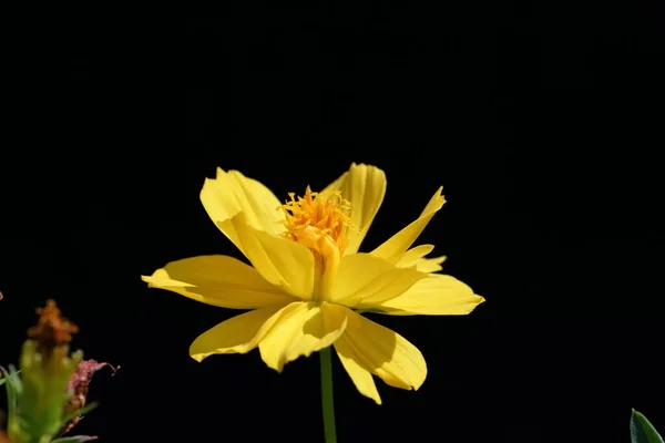 Closeup Yellow Cosmos Flower Dark Background — Stock Photo, Image