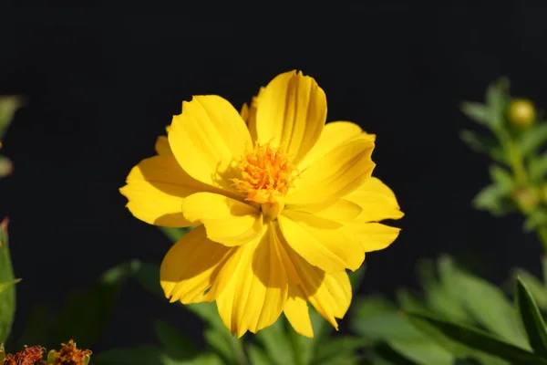 Closeup Yellow Cosmos Flower Dark Background — Stockfoto