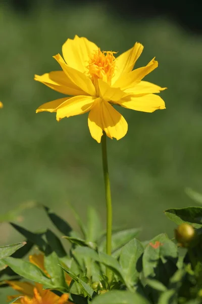 Closeup Yellow Cosmos Flowers Garden — Stock fotografie