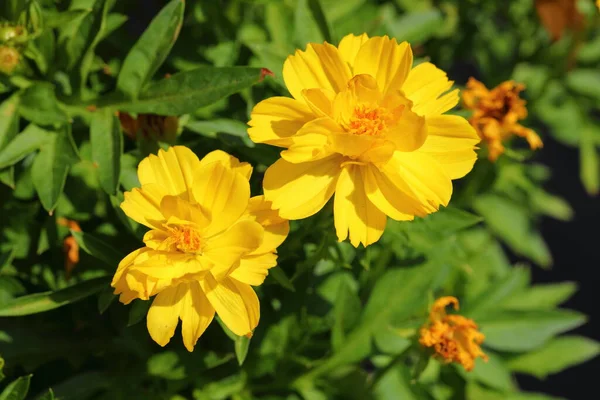 Closeup Yellow Cosmos Flowers Garden — Fotografia de Stock