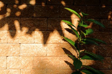 Işıklar ağaçlara, gölgeler duvarlara vuruyordu..