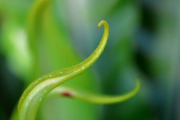 Closeup Young Leaves Asplenium Nidus Have Water Mist Them — Fotografia de Stock