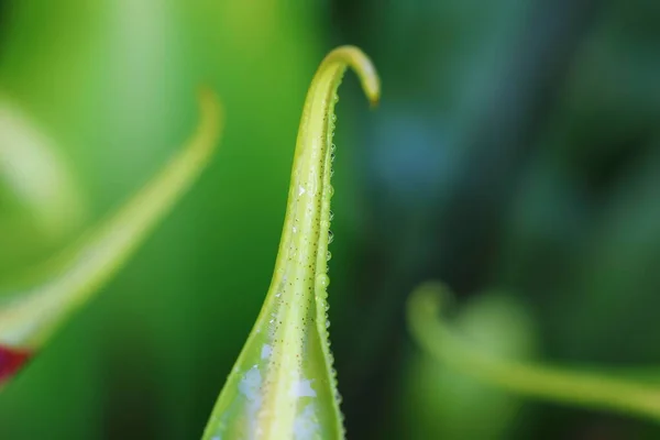 Closeup Young Leaves Asplenium Nidus Have Water Mist Them — 스톡 사진