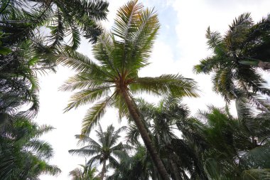 View of the Coconut treetops from the bottom