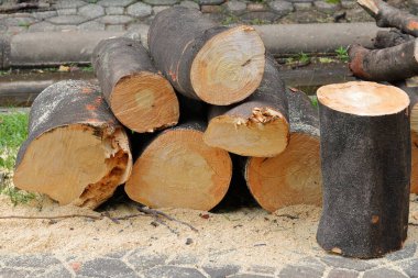 Parçalara ayrılan ağaçlar gruplar halinde,