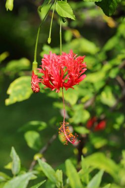 Hibiscus Schizapatalus Hook.F. 'u kapatın. Bahçede Hibiscus çiçeği