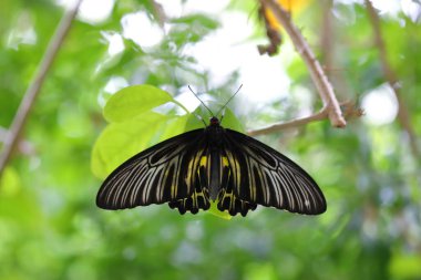 Altın kelebeğin bir dala tünediği yakın çekim